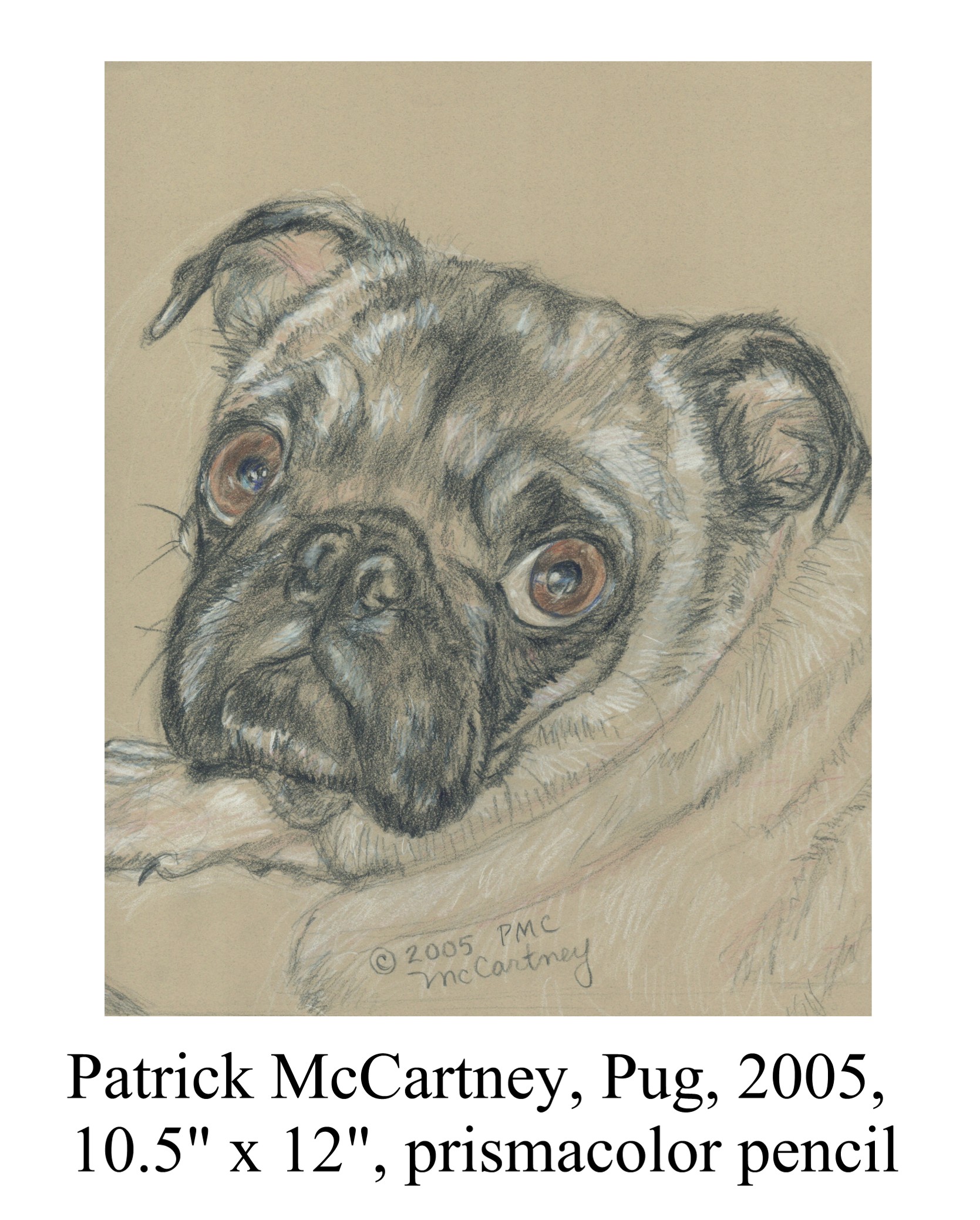 Pug by Patrick McCartney
